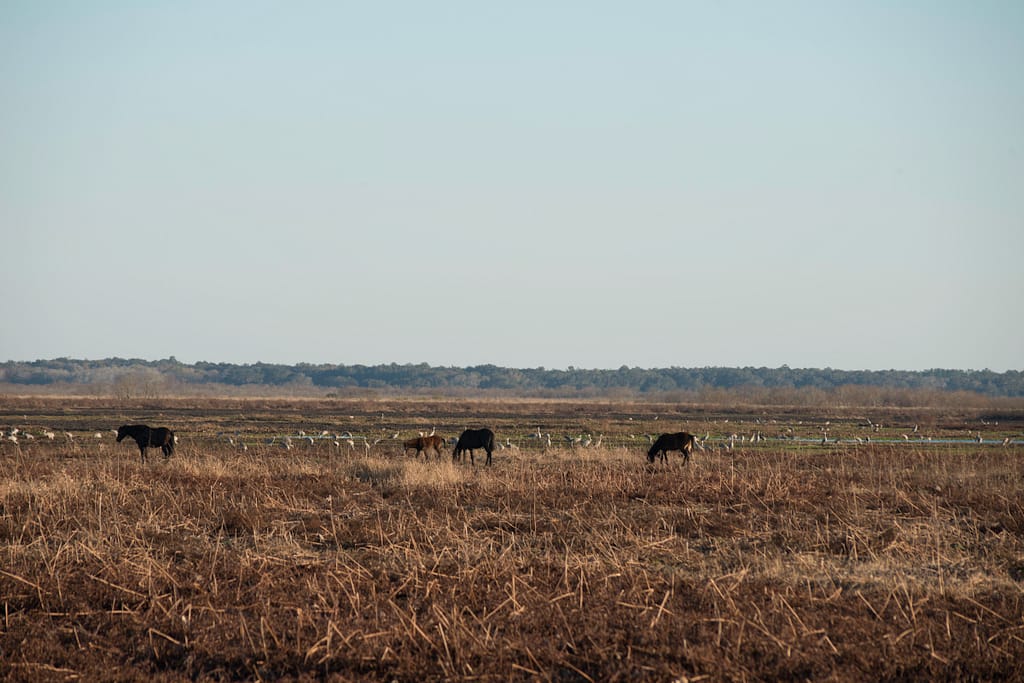 Horses in Paynes Prairie - Gainesville, Florida