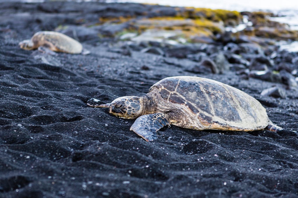 Big turtle lying on black sand, Big Island, Hawaii