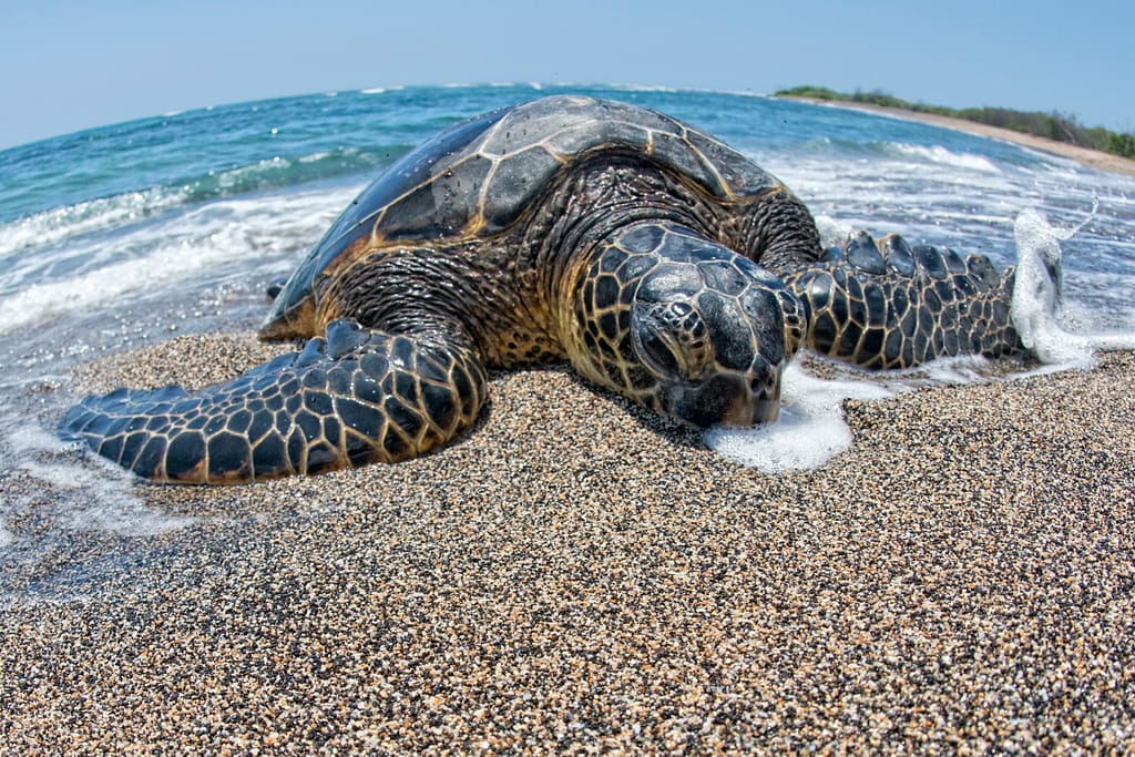 Green turtle, Oahu, Hawaii