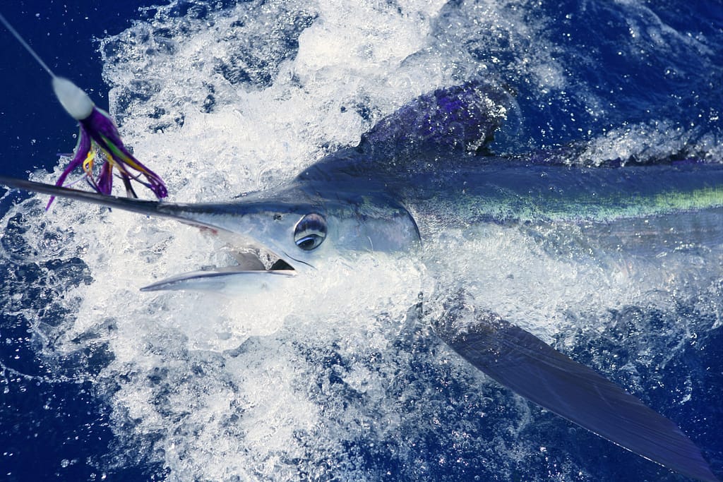 Fishing Marlin in Hawaii