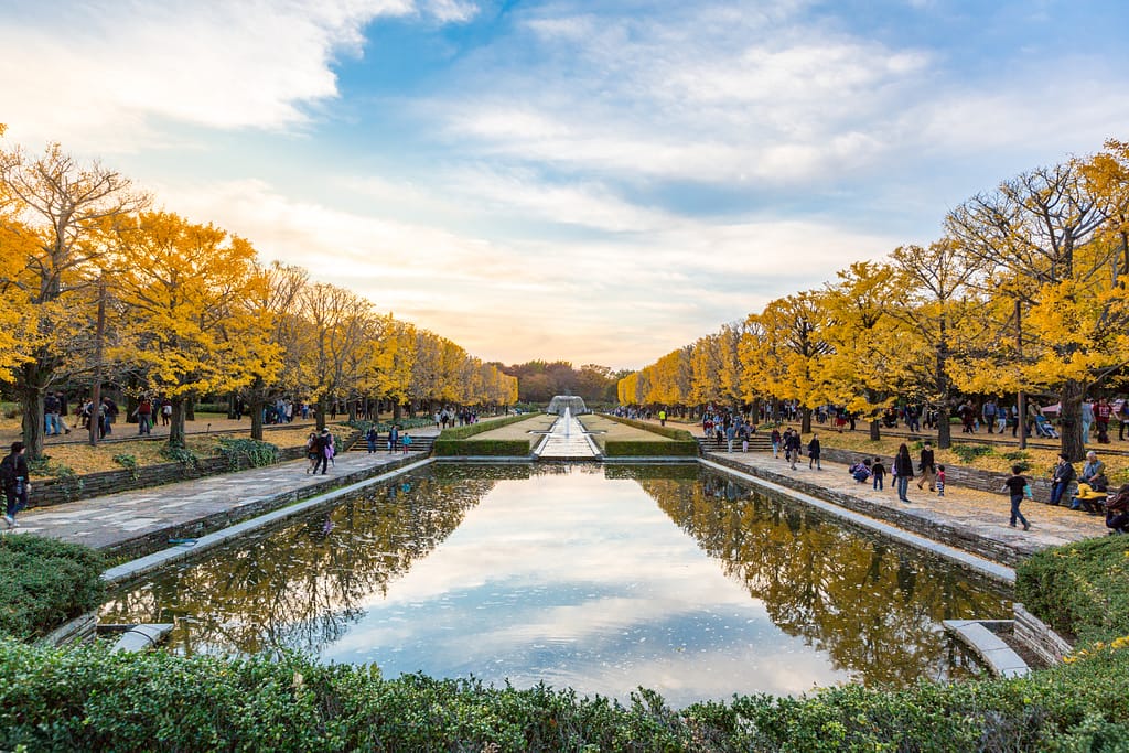 Ginkgo trees in autumn, Japan