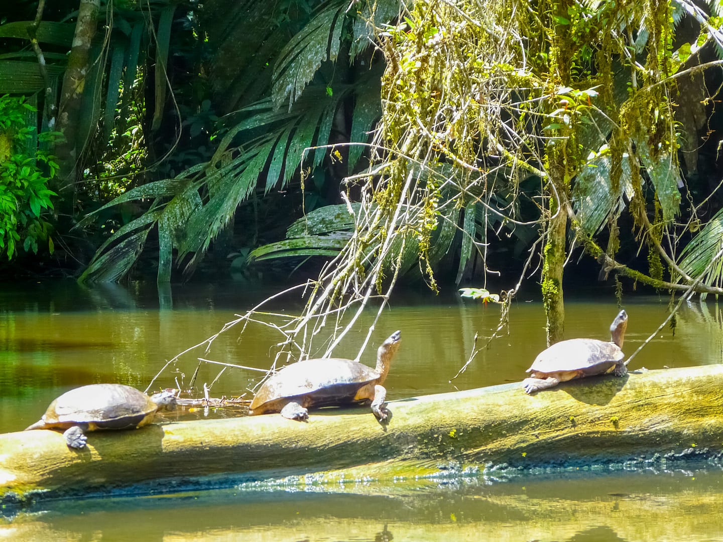 Turtles, Tortuguero National Park, Costa Rica